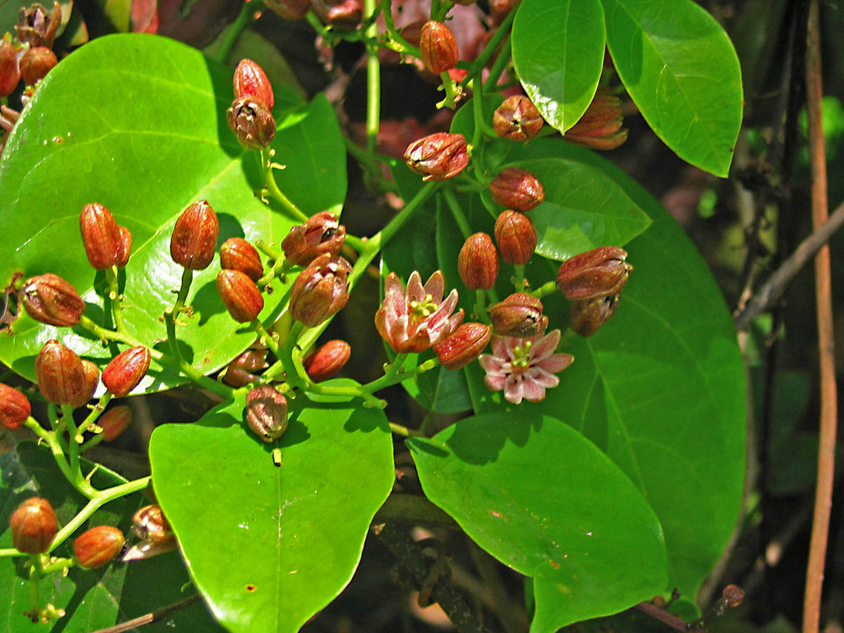 Illigera rhodantha